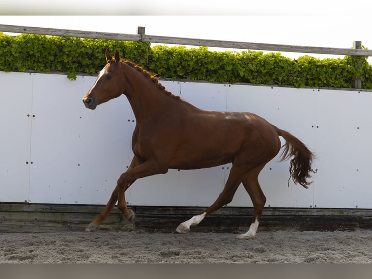 Hannover Castrone 3 Anni 172 cm Sauro in Waddinxveen