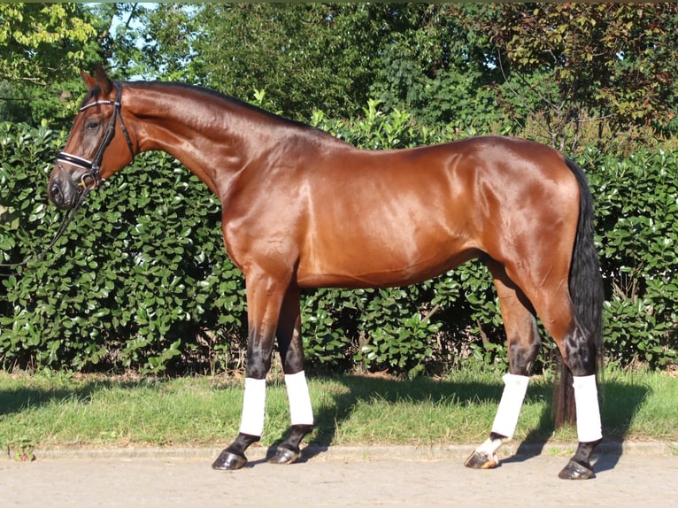 Hannover Castrone 3 Anni 173 cm Baio in Selsingen