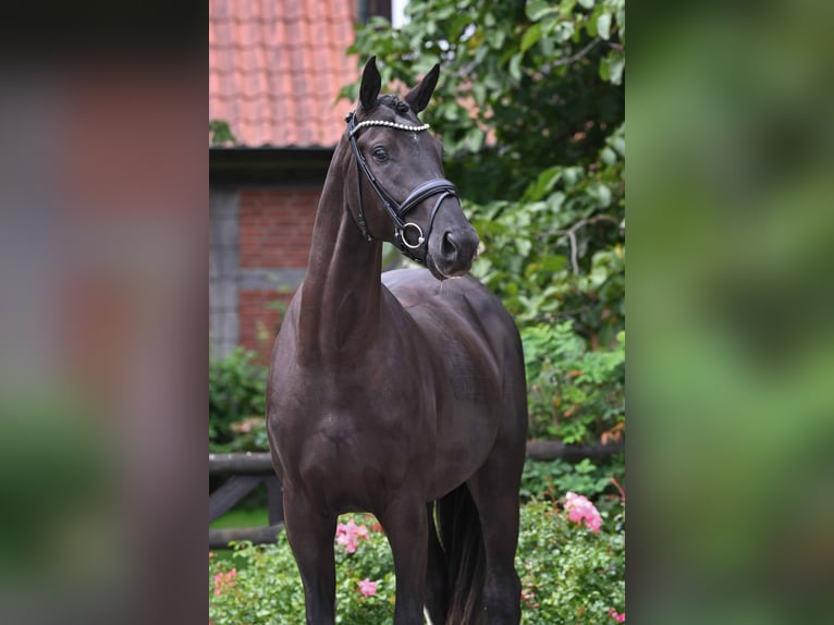 Hannover Castrone 3 Anni 173 cm Morello in Bad Bevensen