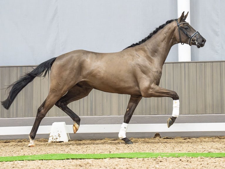 Hannover Castrone 3 Anni 173 cm Morello in M&#xFC;nster-Handorf