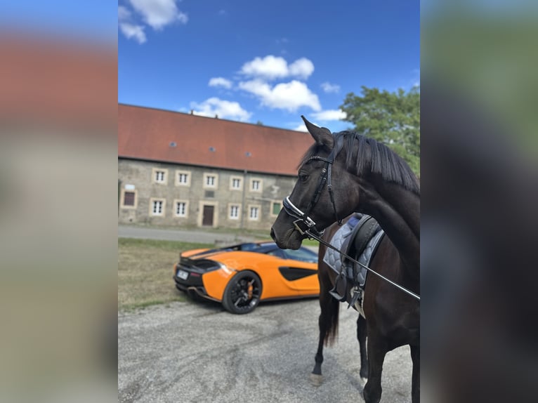 Hannover Castrone 3 Anni 173 cm Morello in Vienenburg