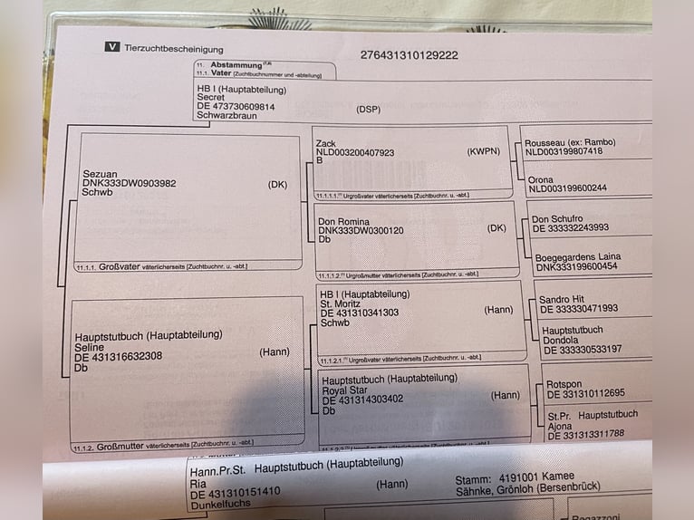Hannover Castrone 3 Anni 173 cm Sauro scuro in KirchlintelnKirchlinteln