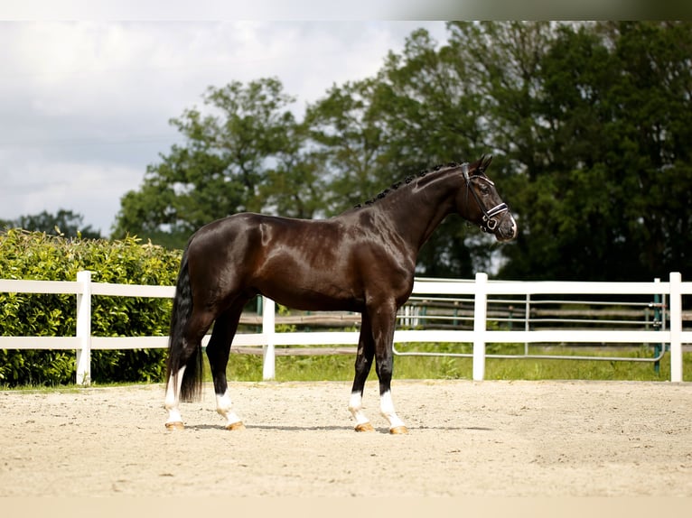 Hannover Castrone 3 Anni 174 cm Morello in Vechta