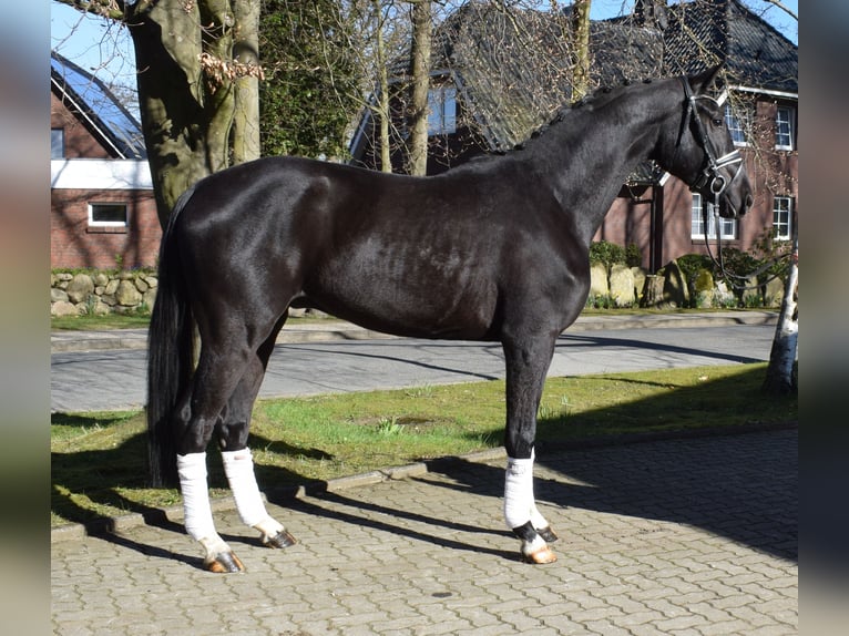Hannover Castrone 3 Anni 174 cm Morello in Fredenbeck