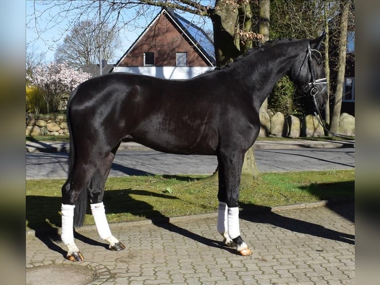 Hannover Castrone 3 Anni 174 cm Morello in Fredenbeck