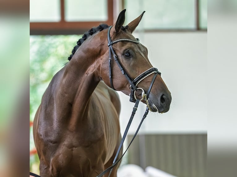 Hannover Castrone 3 Anni 175 cm Baio in Mnster-Handorf
