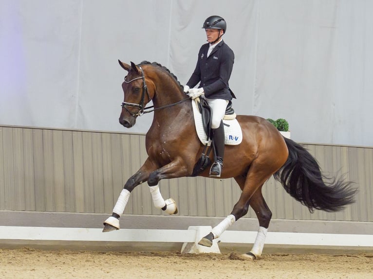 Hannover Castrone 3 Anni 175 cm Baio in Mnster-Handorf