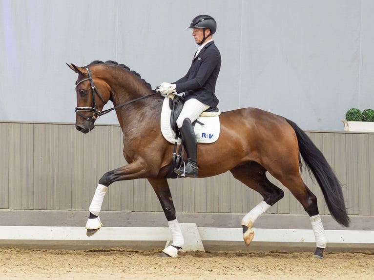 Hannover Castrone 3 Anni 175 cm Baio in Mnster-Handorf