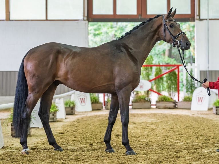 Hannover Castrone 3 Anni 175 cm Baio in Mnster-Handorf