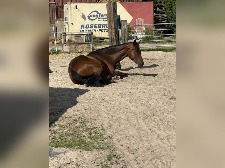Hannover Castrone 3 Anni 175 cm Baio in Schwanewede