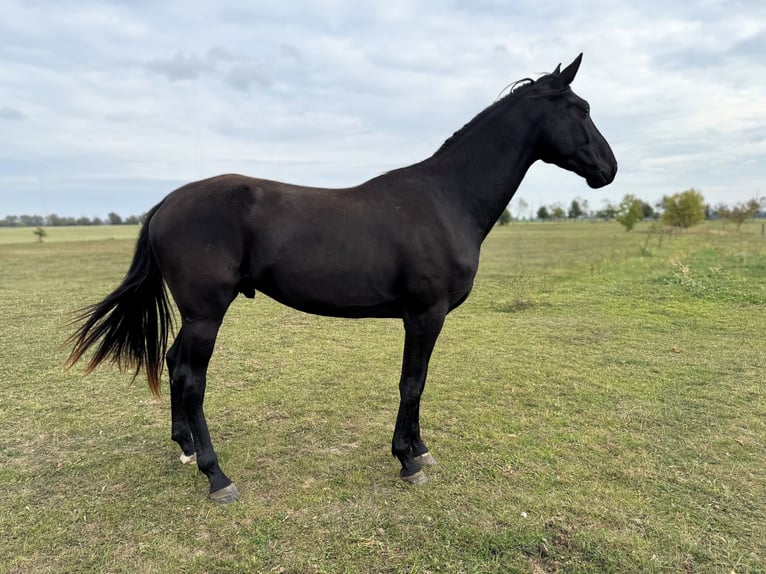 Hannover Castrone 3 Anni 175 cm Morello in Strausberg