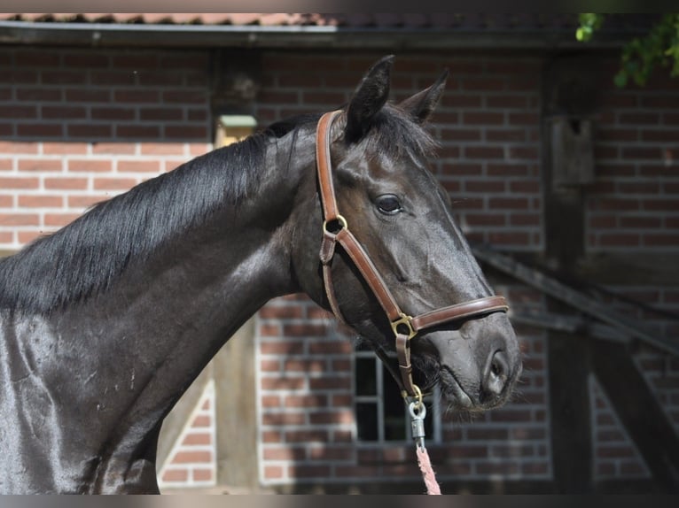 Hannover Castrone 3 Anni 175 cm Morello in Walsrode
