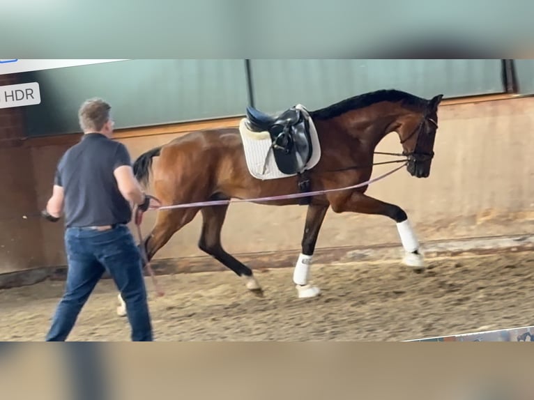 Hannover Castrone 3 Anni 176 cm Baio in Paderborn Hannover Castrone 3 Anni 176 cm Baio in Paderborn