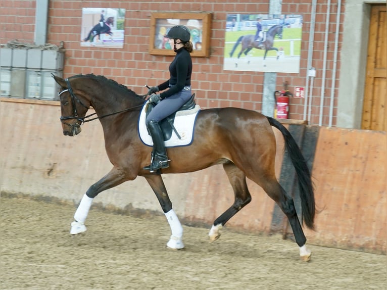 Hannover Castrone 3 Anni 176 cm Baio in Paderborn Hannover Castrone 3 Anni 176 cm Baio in Paderborn