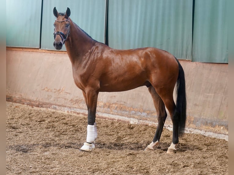 Hannover Castrone 3 Anni 176 cm Baio in Paderborn Hannover Castrone 3 Anni 176 cm Baio in Paderborn