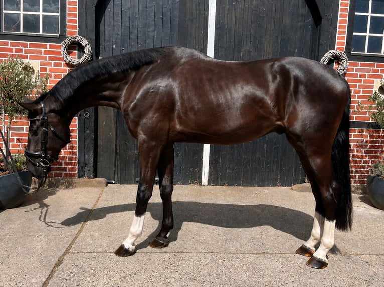 Hannover Castrone 3 Anni 180 cm Morello in Coesfeld