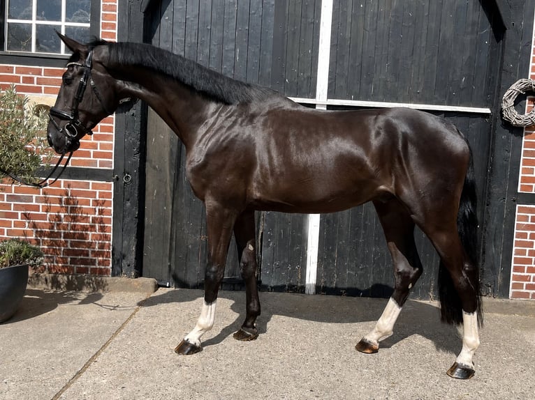 Hannover Castrone 3 Anni 180 cm Morello in Coesfeld