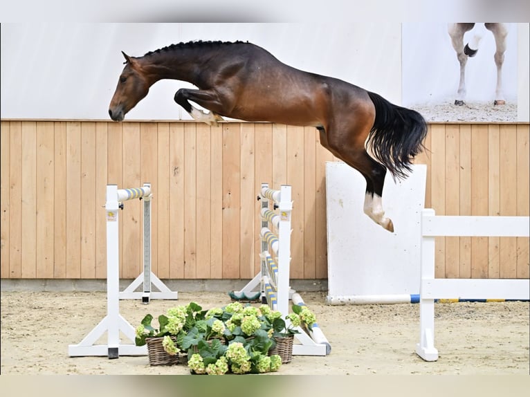 Hannover Castrone 3 Anni Baio in Noville