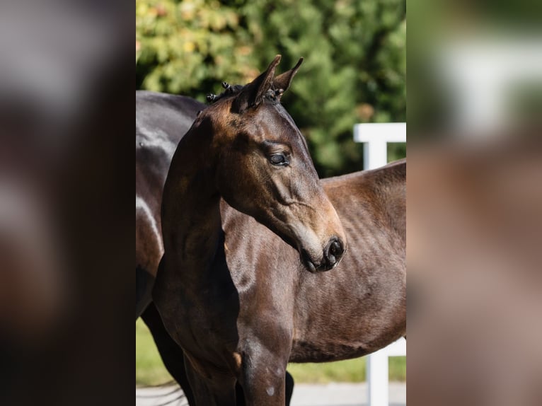 Hannover Castrone 3 Anni Baio scuro in DUSZNIKI