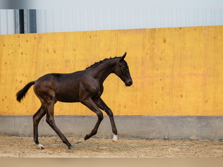 Hannover Castrone 3 Anni Baio scuro in DUSZNIKI