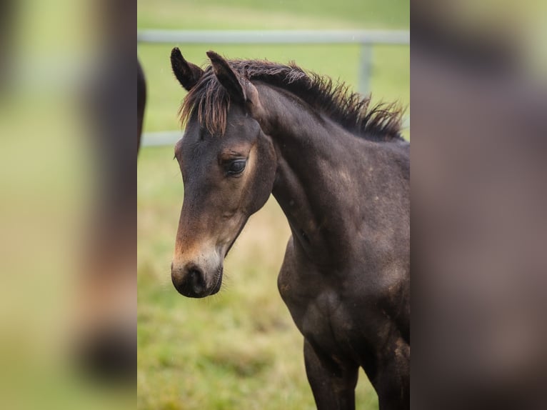 Hannover Castrone 3 Anni Baio scuro in DUSZNIKI