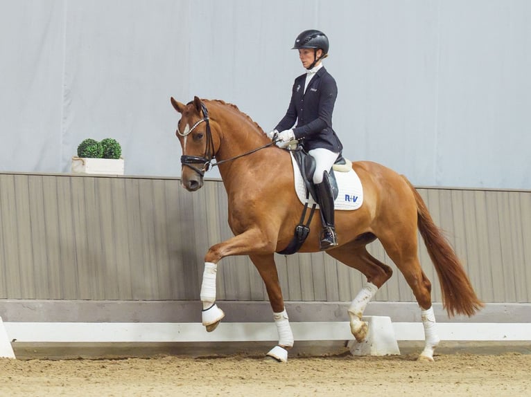 Hannover Castrone 3 Anni Sauro in Mnster-Handorf