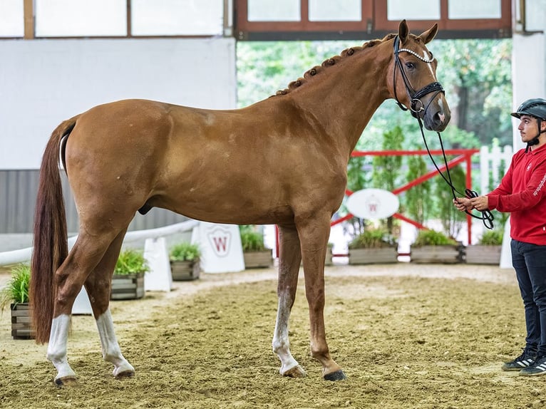 Hannover Castrone 3 Anni Sauro in Mnster-Handorf