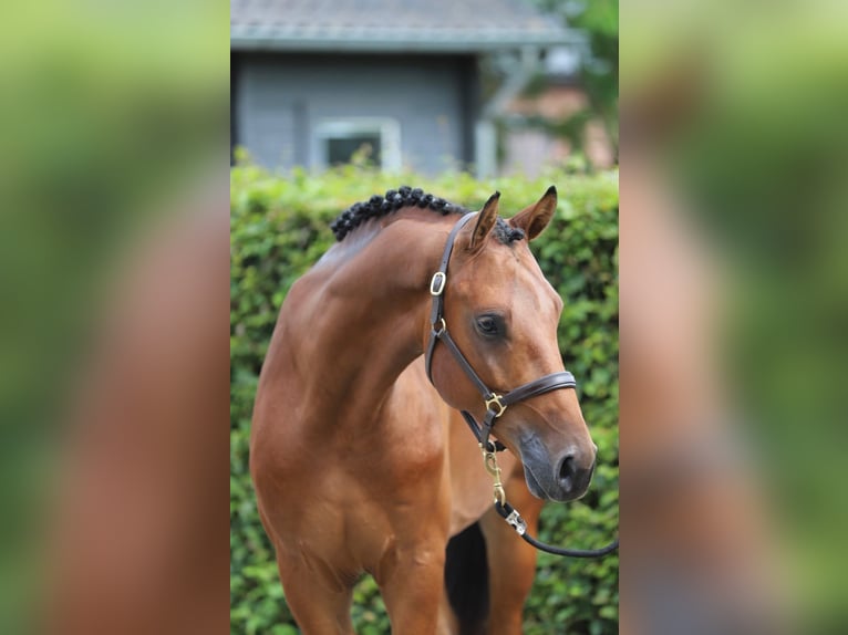Hannover Castrone 4 Anni 156 cm Baio in Zieuwent