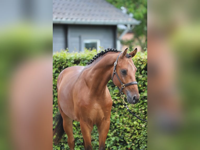Hannover Castrone 4 Anni 156 cm Baio in Zieuwent