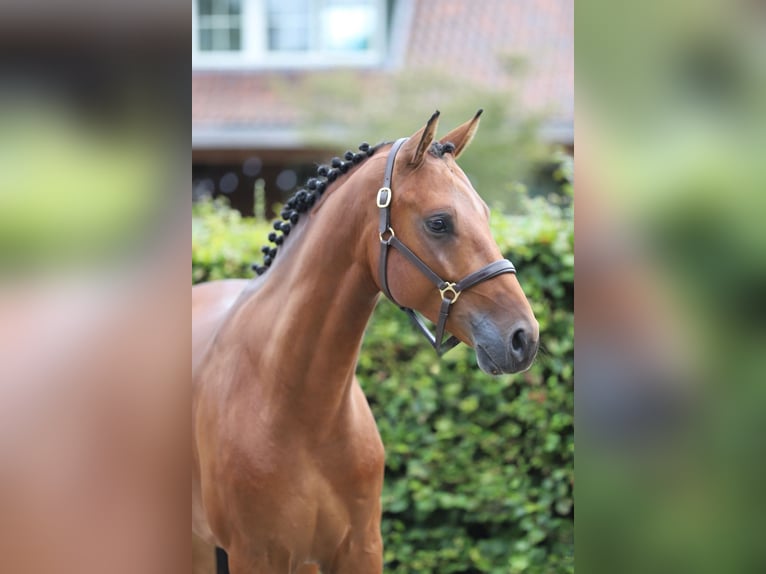 Hannover Castrone 4 Anni 156 cm Baio in Zieuwent