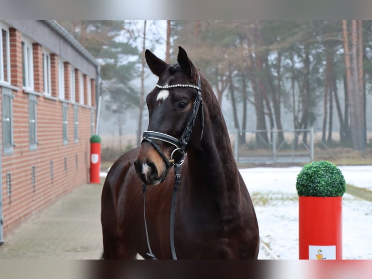 Hannover Castrone 4 Anni 157 cm Baio scuro in Celle