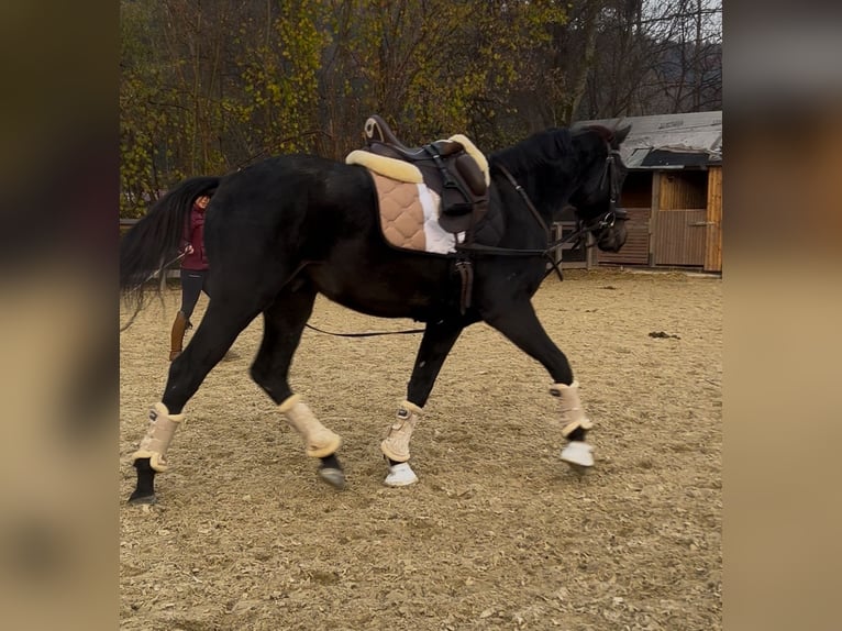 Hannover Castrone 4 Anni 158 cm Morello in Baierdorf-Umgebung