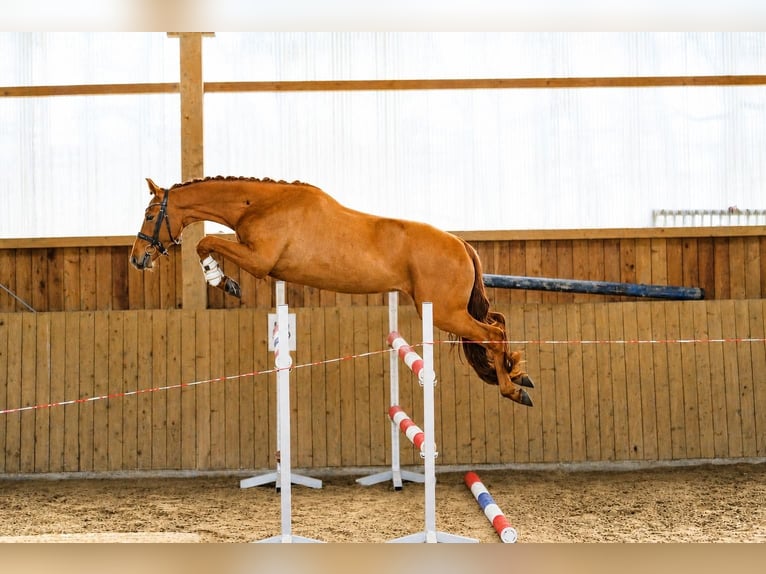 Hannover Castrone 4 Anni 158 cm Sauro in Fürstenau