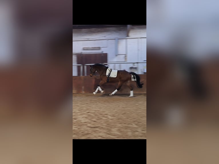 Hannover Castrone 4 Anni 160 cm Baio in Pennigsehl