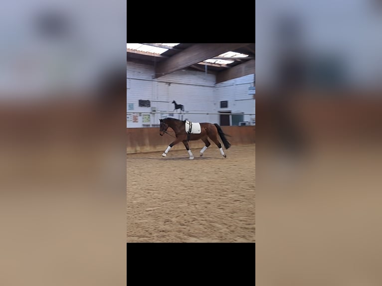 Hannover Castrone 4 Anni 160 cm Baio in Pennigsehl