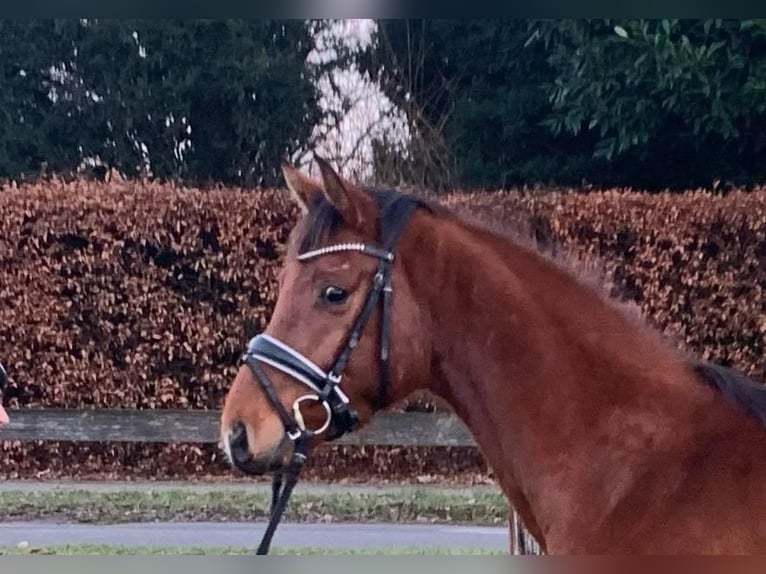 Hannover Castrone 4 Anni 160 cm Baio in Breddorf