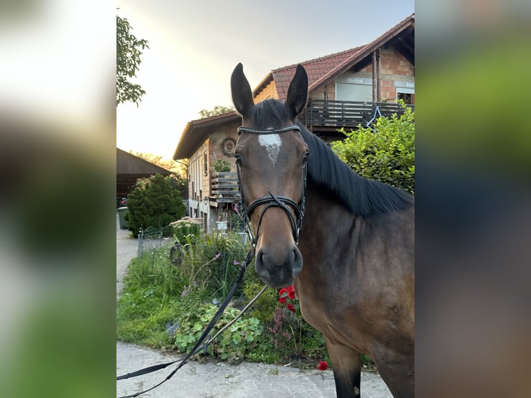 Hannover Castrone 4 Anni 160 cm Baio in Babenhausen