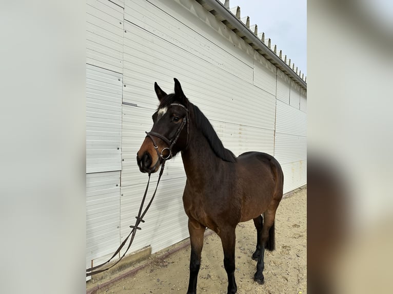 Hannover Castrone 4 Anni 160 cm Baio in Babenhausen