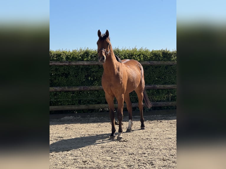 Hannover Castrone 4 Anni 160 cm Baio in Elsdorf