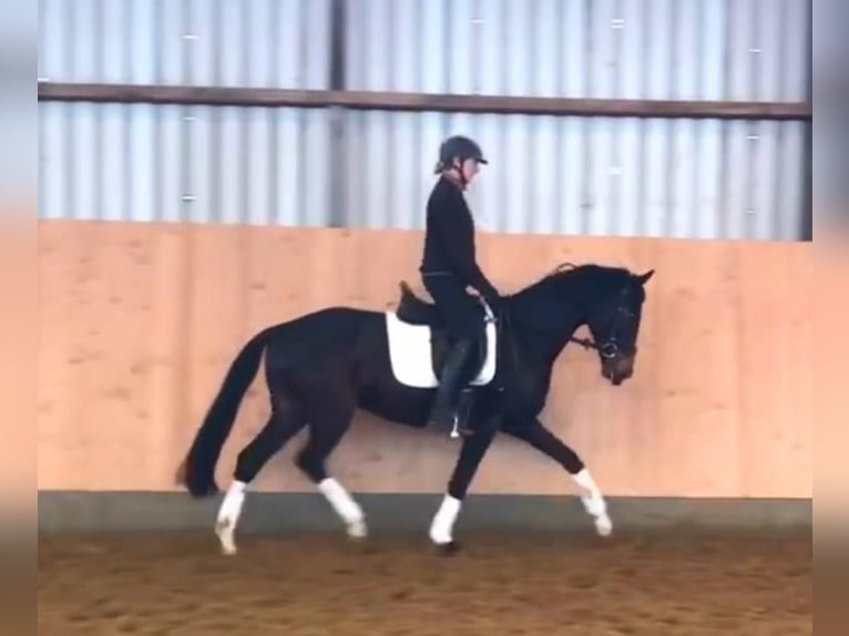 Hannover Castrone 4 Anni 160 cm Baio nero in Bassum
