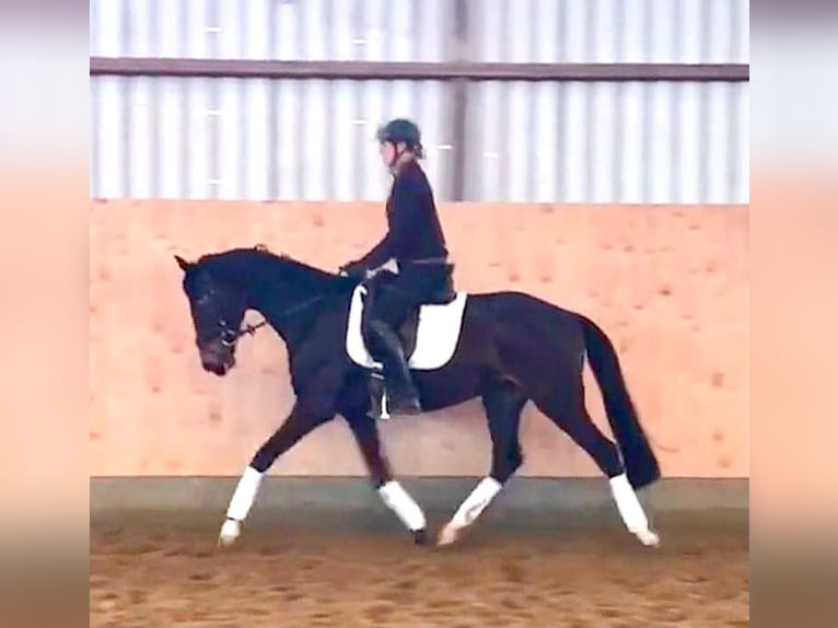 Hannover Castrone 4 Anni 160 cm Baio nero in Bassum