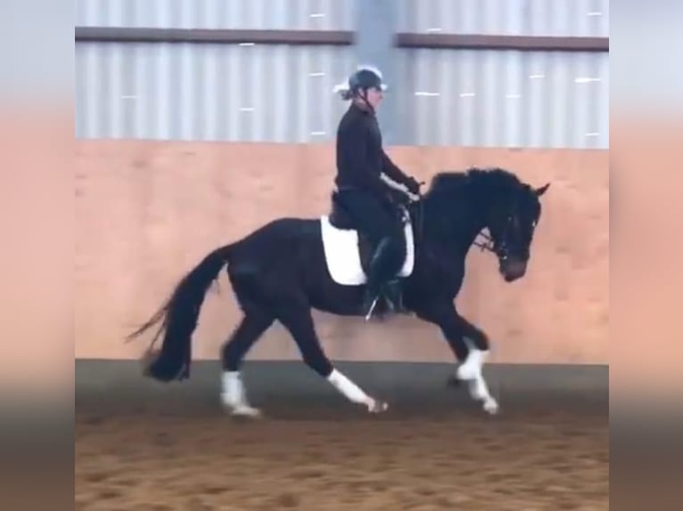 Hannover Castrone 4 Anni 160 cm Baio nero in Bassum
