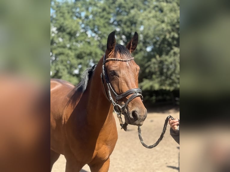 Hannover Castrone 4 Anni 160 cm Baio scuro in Nordhorn