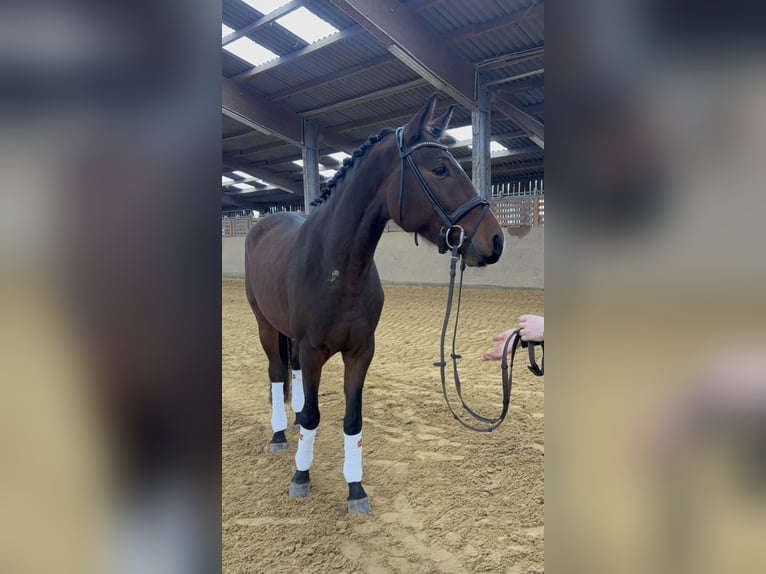 Hannover Castrone 4 Anni 160 cm Baio scuro in Windeck