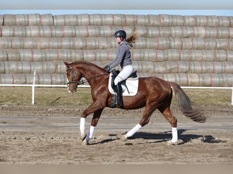 Hannover Castrone 4 Anni 160 cm Sauro in Ganschow