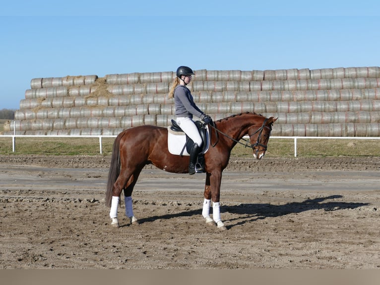 Hannover Castrone 4 Anni 160 cm Sauro in Ganschow