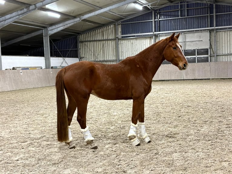 Hannover Castrone 4 Anni 160 cm Sauro scuro in Hilkenbrook