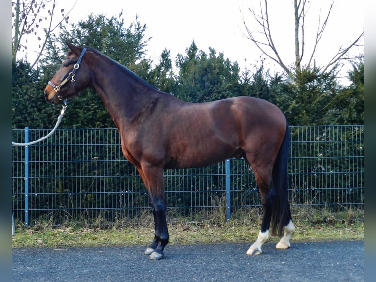 Hannover Castrone 4 Anni 161 cm Baio scuro in Lienen