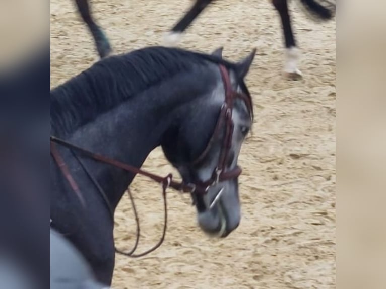 Hannover Castrone 4 Anni 161 cm Grigio in Alfter
