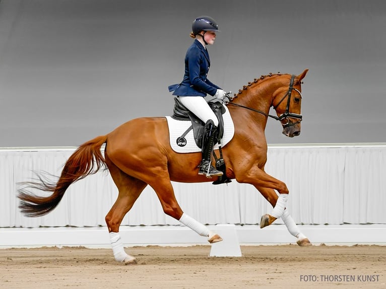 Hannover Castrone 4 Anni 161 cm Sauro in Verden